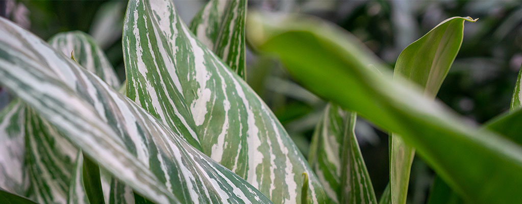 Aglaonema Stripes - Kolbenfaden