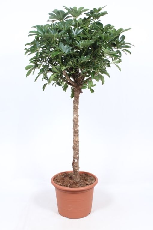 Schefflera arboricola 'Compacta'