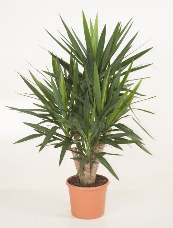 Yucca