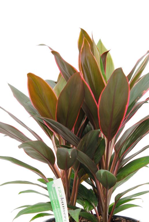 Cordyline Rumba