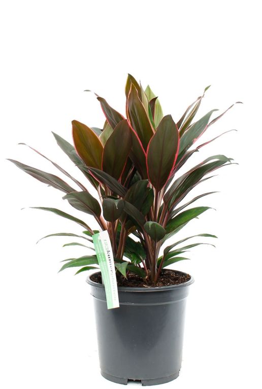 Cordyline Rumba