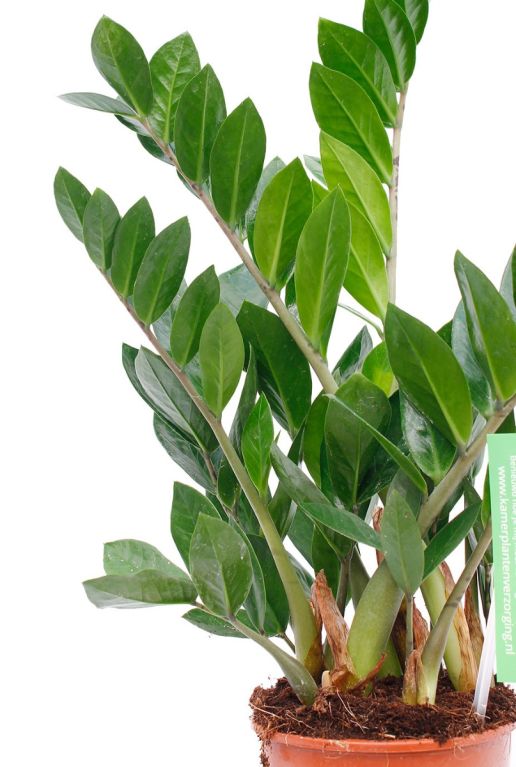 Stevige plant Zamioculcas