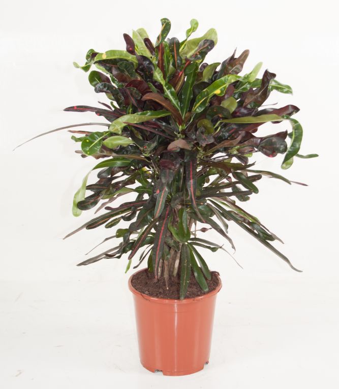 variegatum Mammi