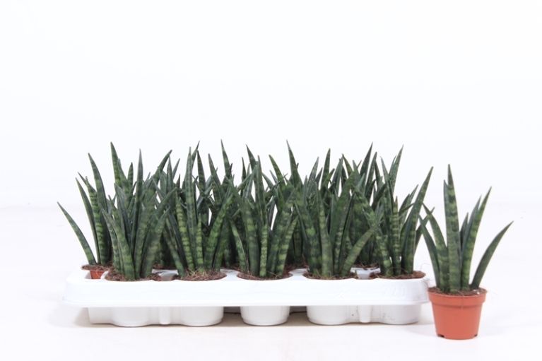 Sansevieria Fernwood