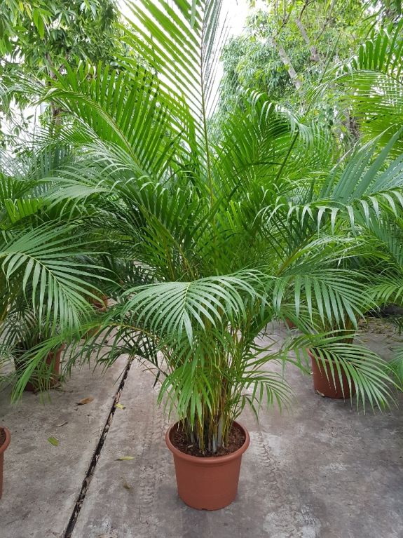 Areca (chrysalidoc.) lutescens