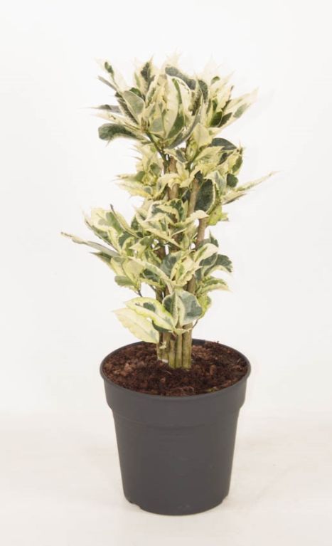 variegatum Tamara