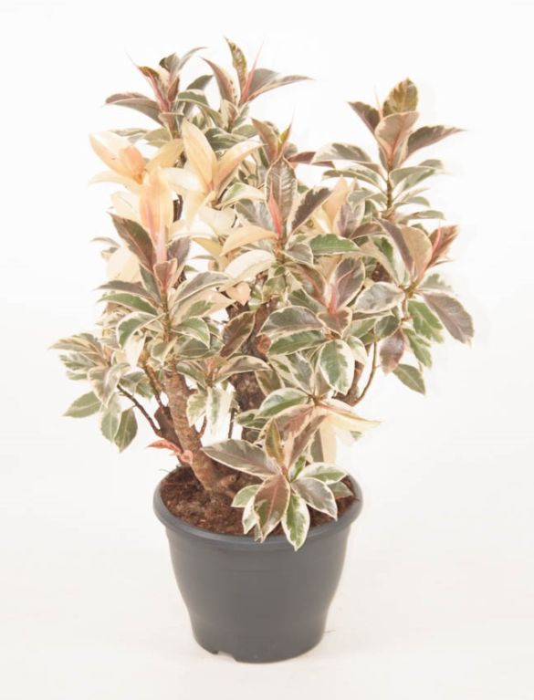 elastica Petine