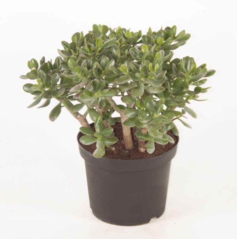 Crassula Ovata