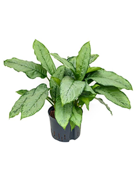 Epipremnum Pinnatum Global Green