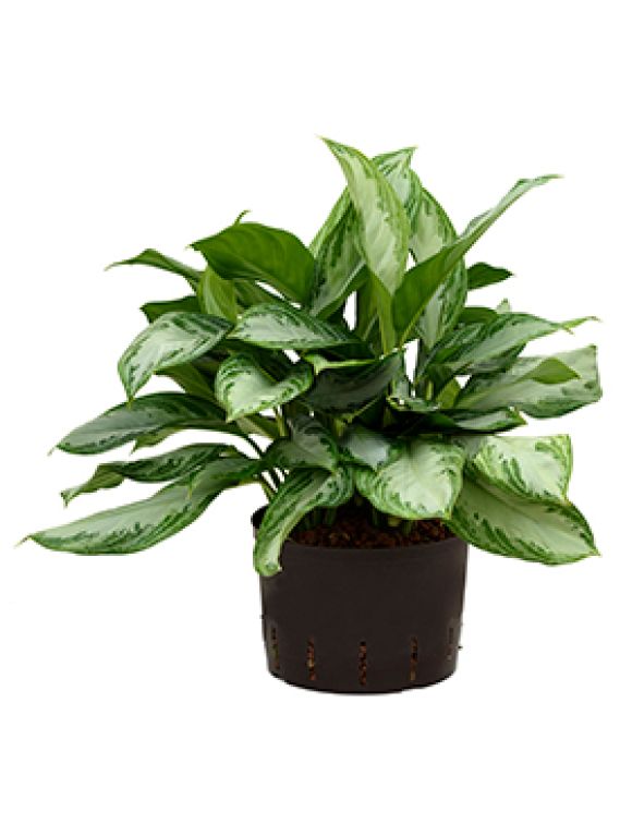 Epipremnum Pinnatum Global Green blad