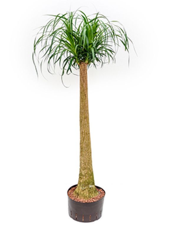 Epipremnum Pinnatum Global Green blad variegata