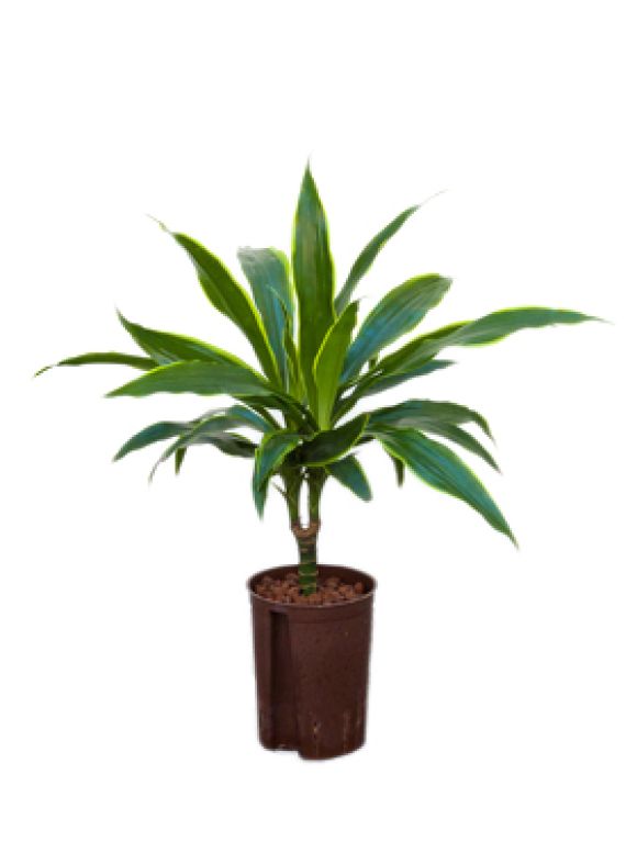 Epipremnum Pinnatum Global Green
