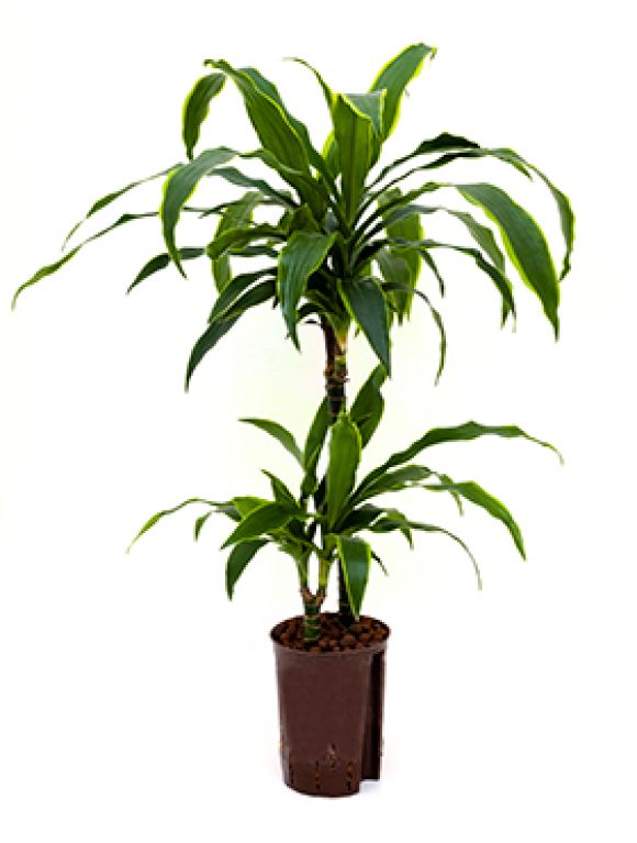 Dracaena arturo hydrokultur