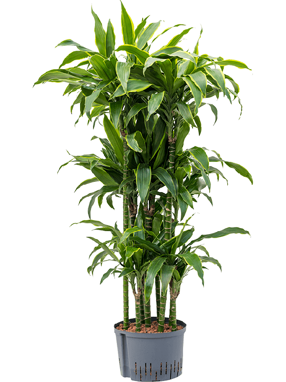 Monstera Siltepecana