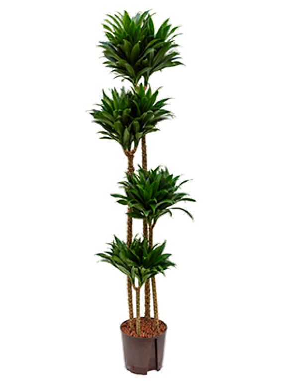 Dracaena compacta