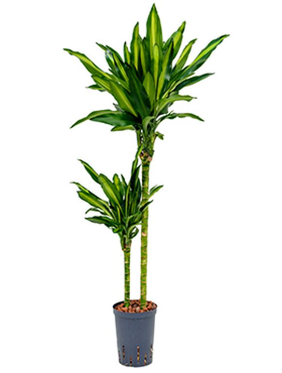 Dracaena cintho