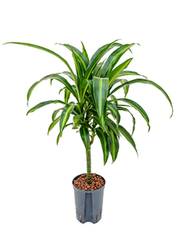 Dracaena hawaiian sunshine hydrokulturpflanze