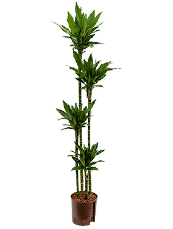 Syngonium Red Spot blad