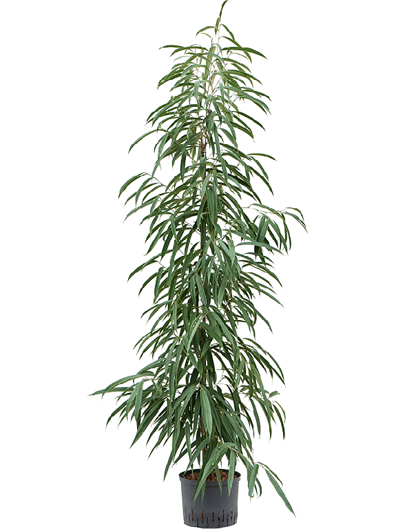 Scindapsus Treubii Dark plant