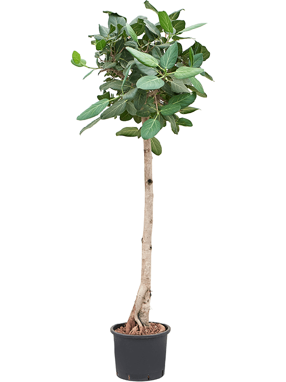 Epipremnum Pinnatum Global Green