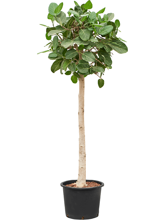 Monstera Siltepecana