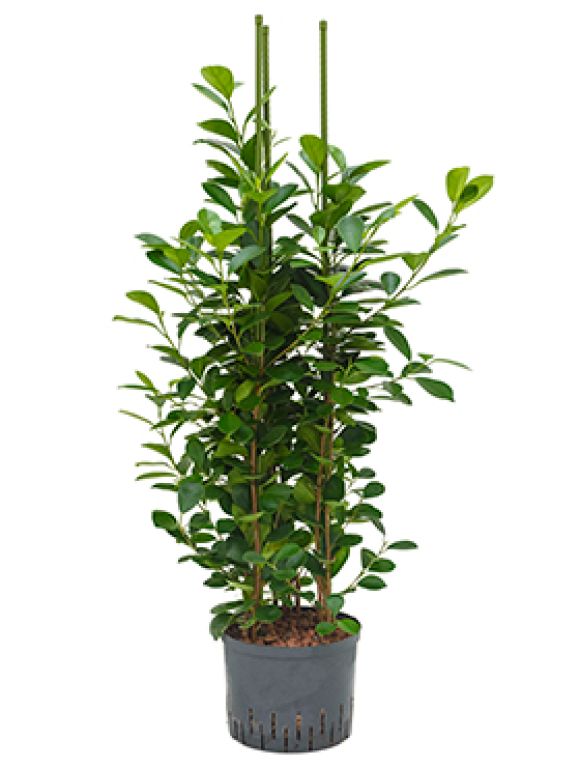 Ficus moclame hydrokulturpflanze