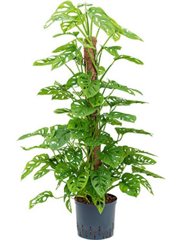 Monstera Siltepecana