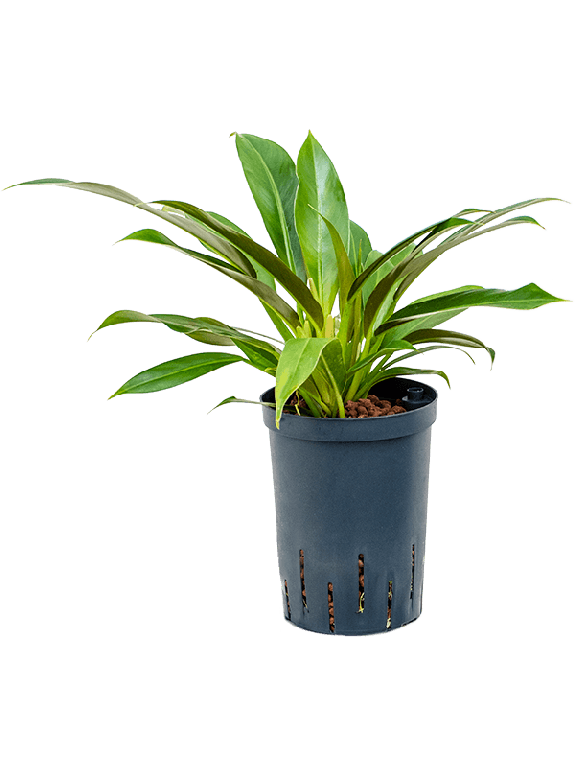 Epipremnum Pinnatum Global Green blad