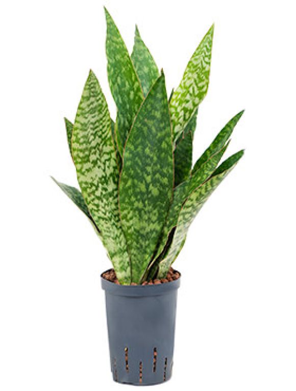 Epipremnum Pinnatum Global Green