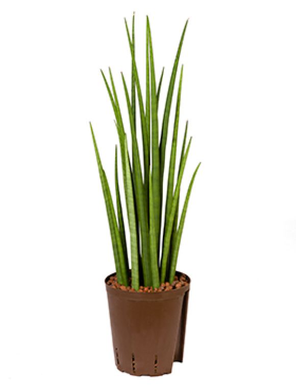 Sansevieria spikes