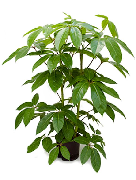Scindapsus Treubii Dark plant