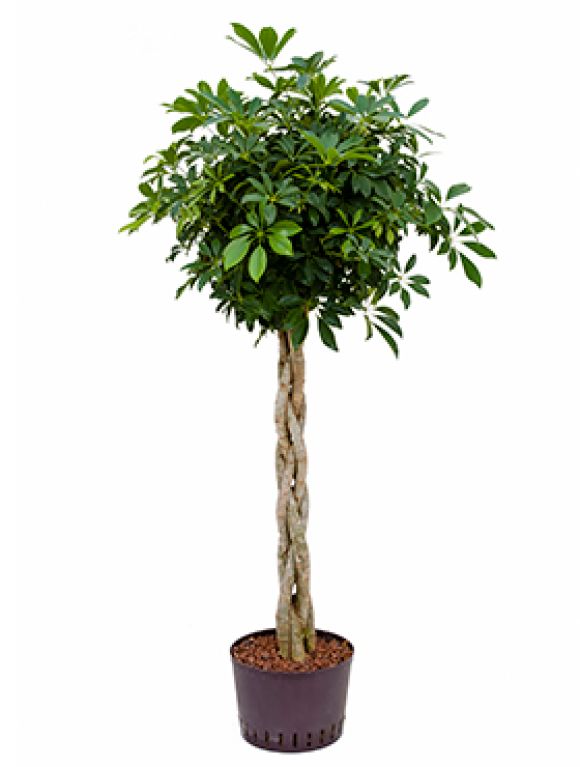 Syngonium Red Spot blad