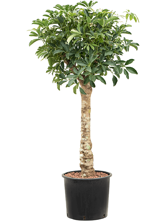 Monstera Siltepecana