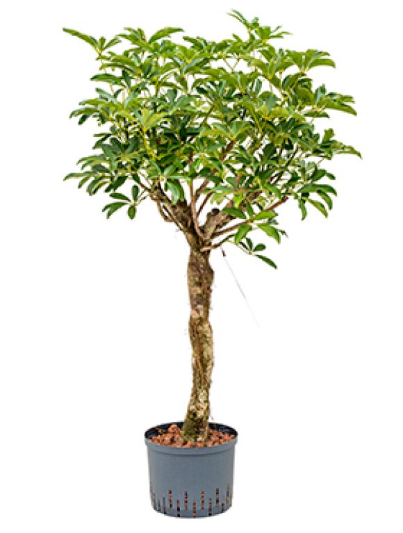 Scindapsus Treubii Dark