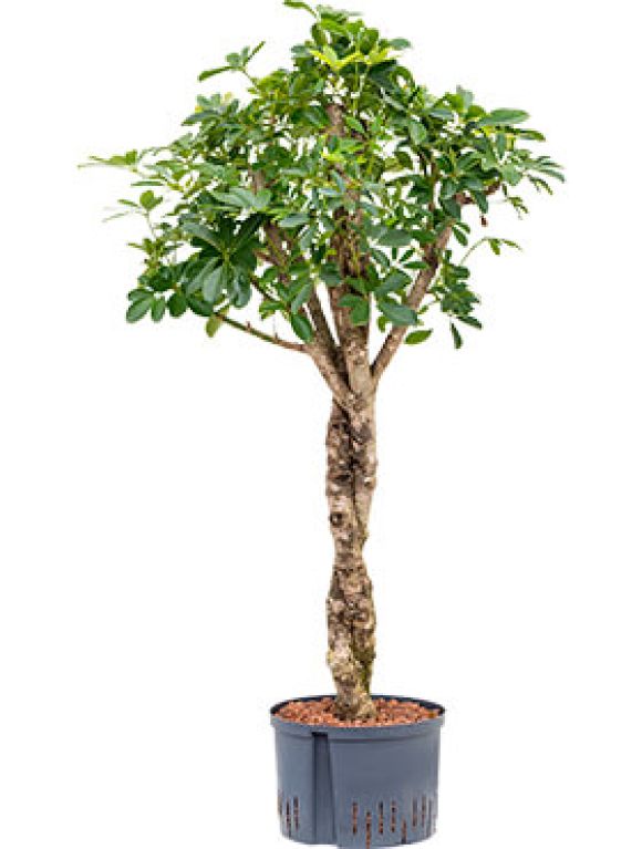 Epipremnum Pinnatum Global Green blad variegata