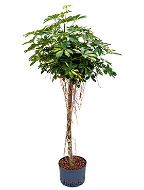 Scindapsus Treubii Dark plant