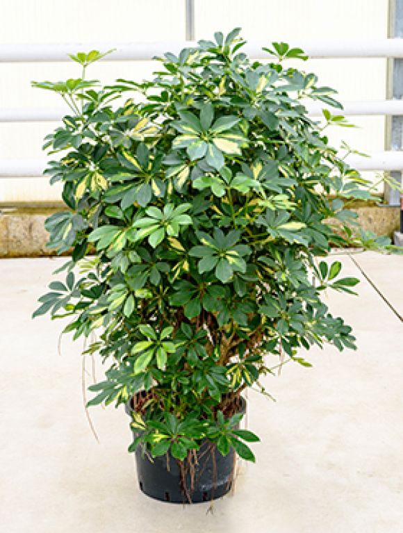 Scindapsus Treubii Dark plant