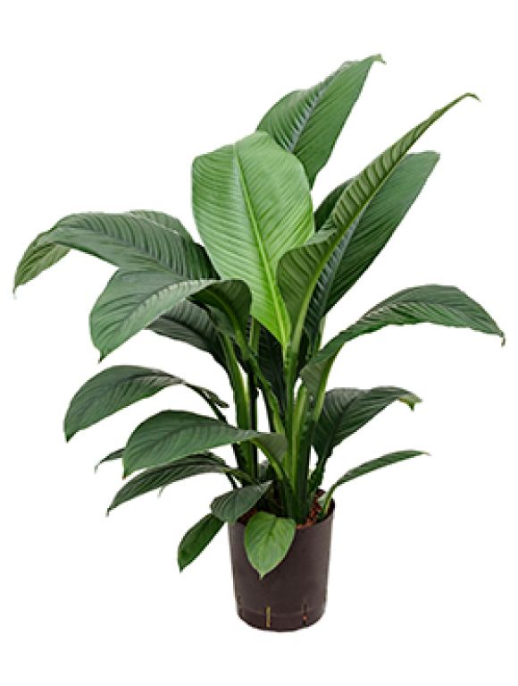 Scindapsus Treubii Dark