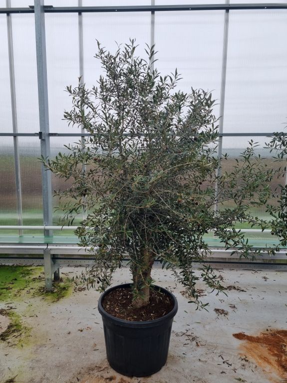 Scindapsus Treubii Dark plant