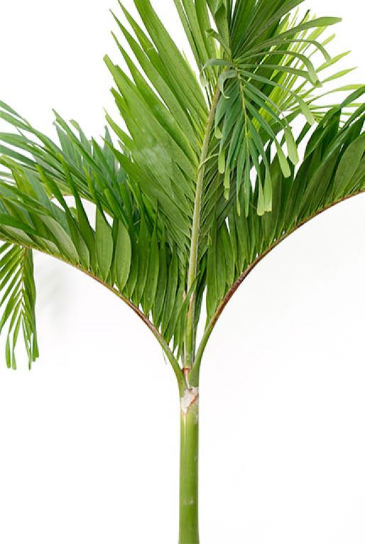 Syngonium Three Kings blad