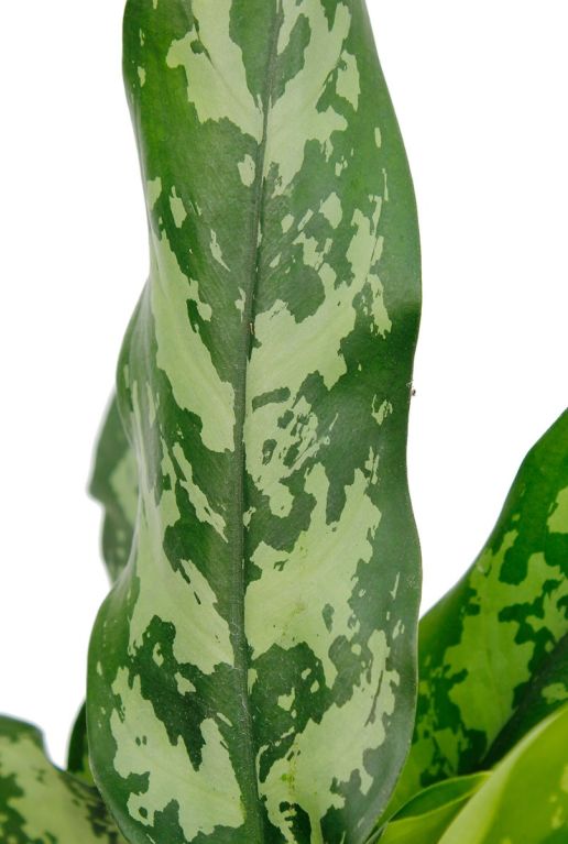 Hoya Krohniana Silver blad