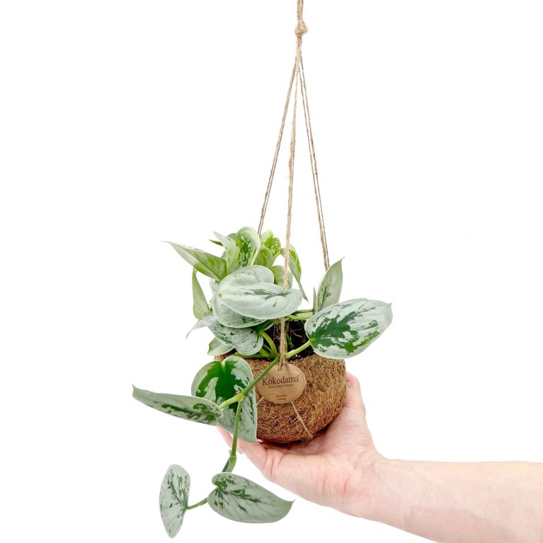 Epipremnum Pinnatum Global Green