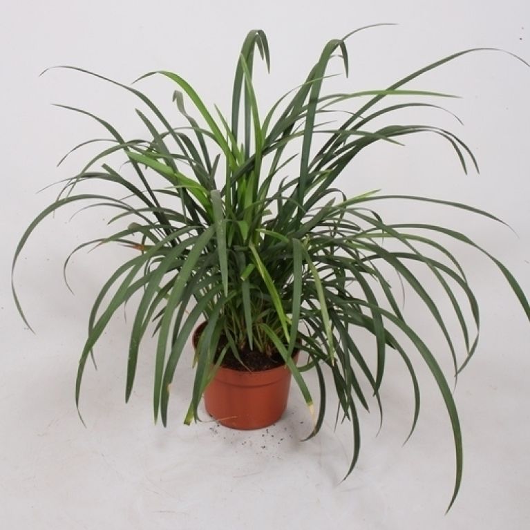 Liriope spicata