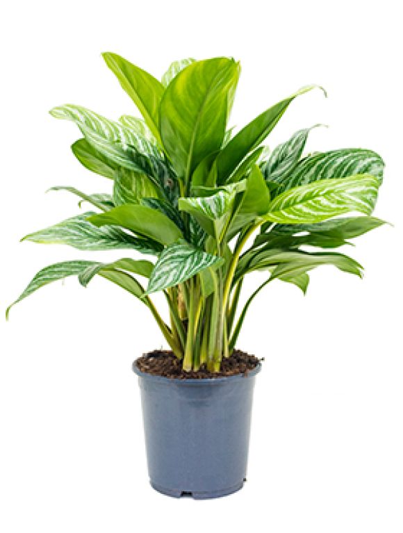 Aglaonema stripes