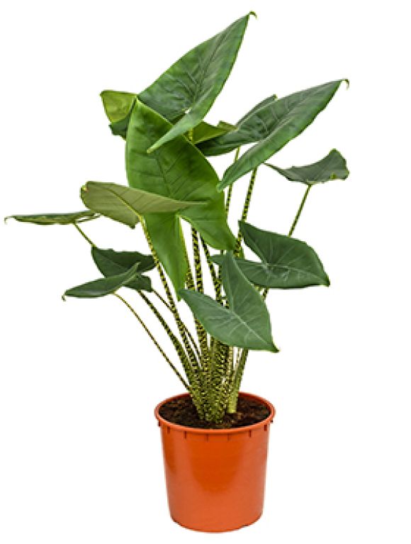 Hoya Serpens blad