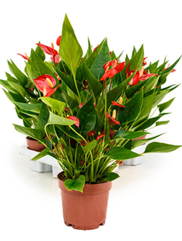 Anthurium and. million flower 6/tray