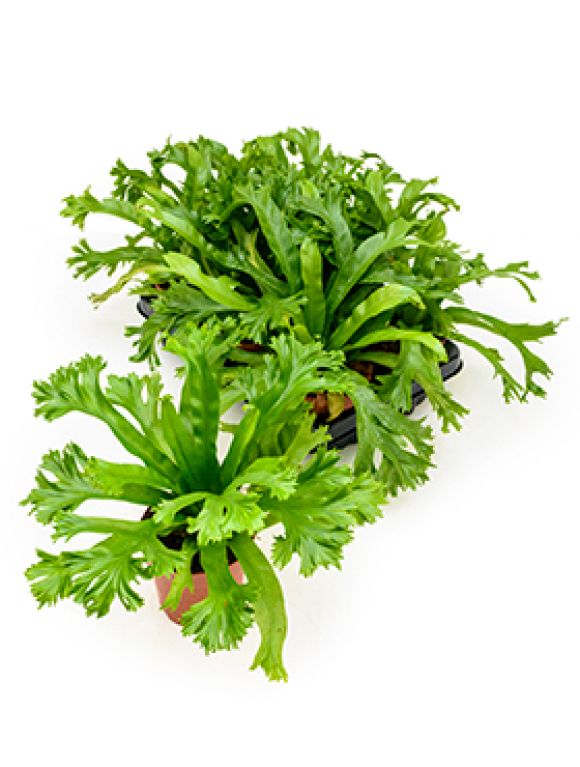 Asplenium amy 6/tray