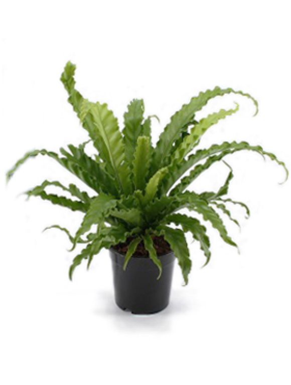 Asplenium osaka 6/tray