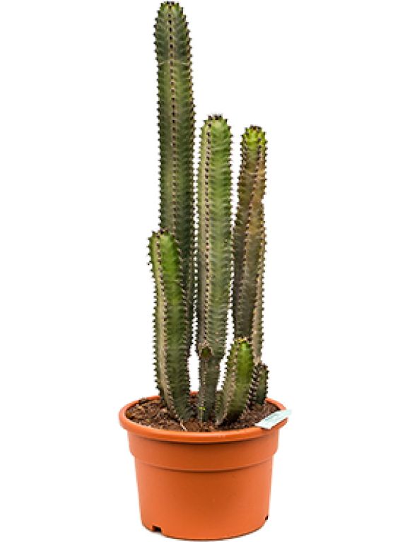 Epipremnum Pinnatum Global Green