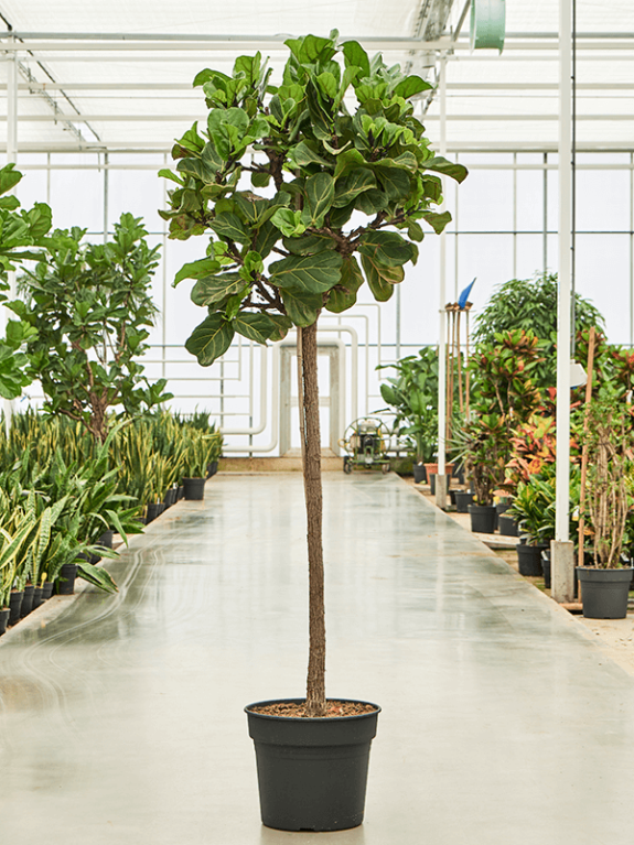 Epipremnum Pinnatum Global Green